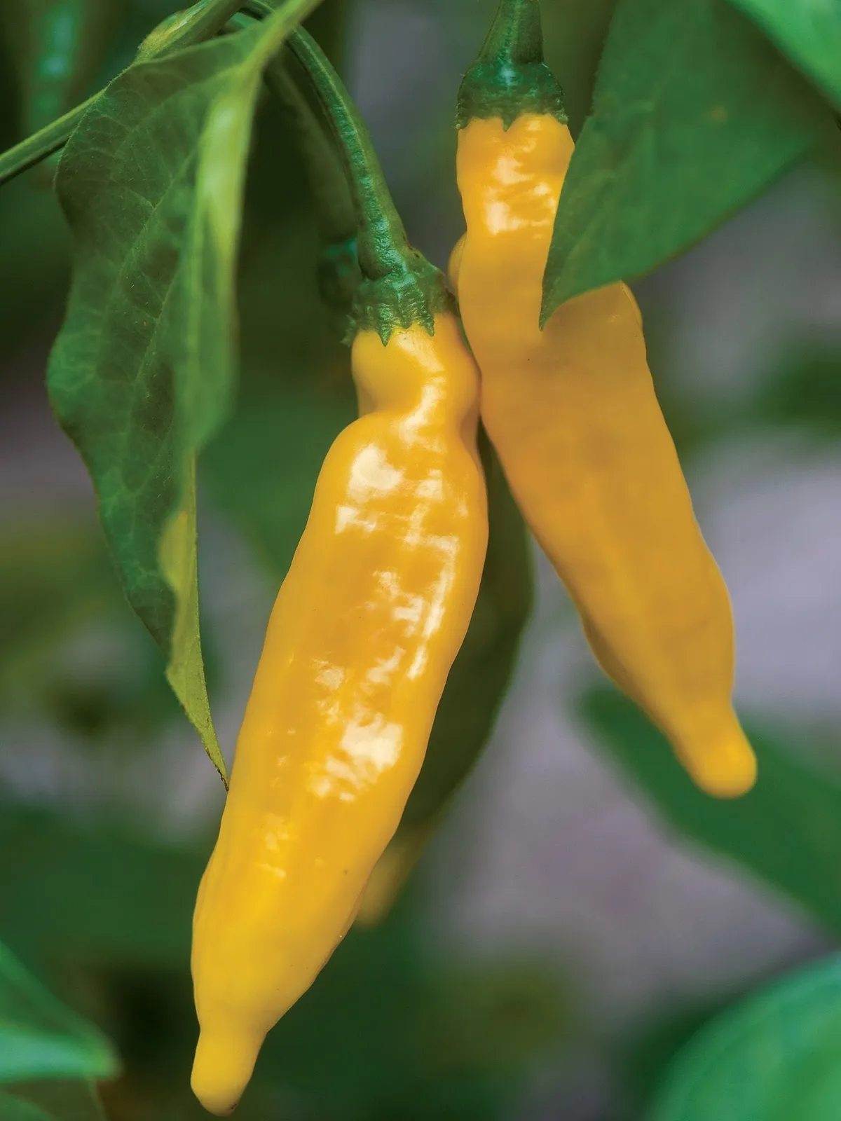 Hot, Lemon Peppers