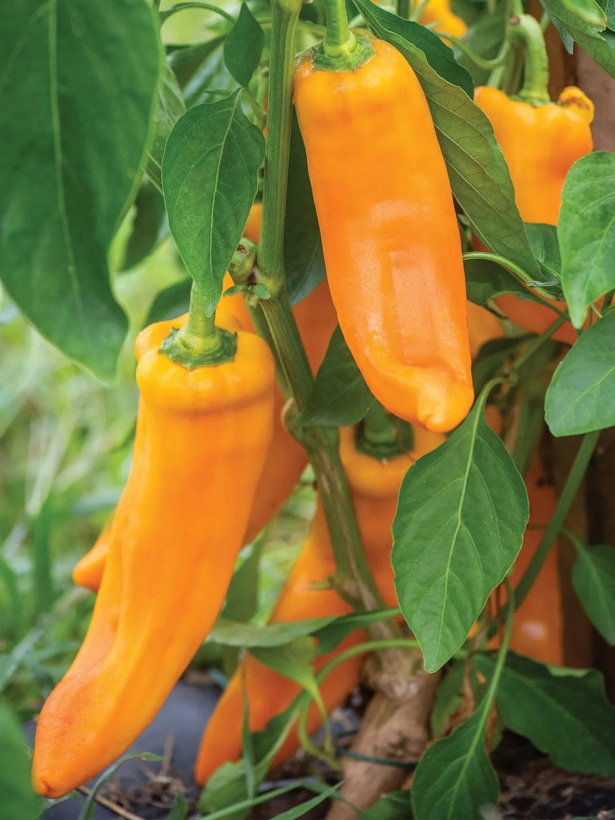 Sweet, Big Daddy Hybrid Peppers