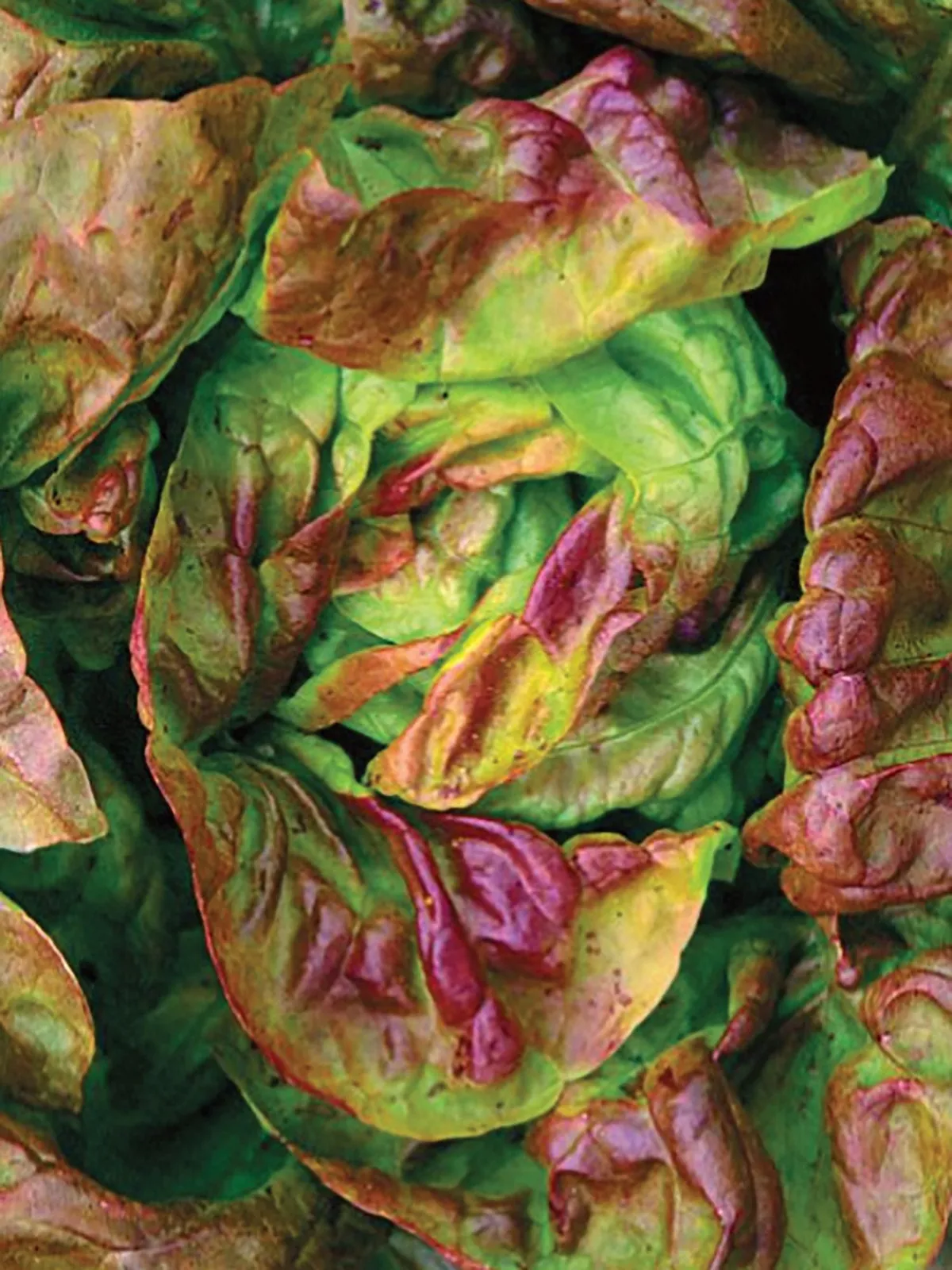 Yugoslavian Red Lettuce