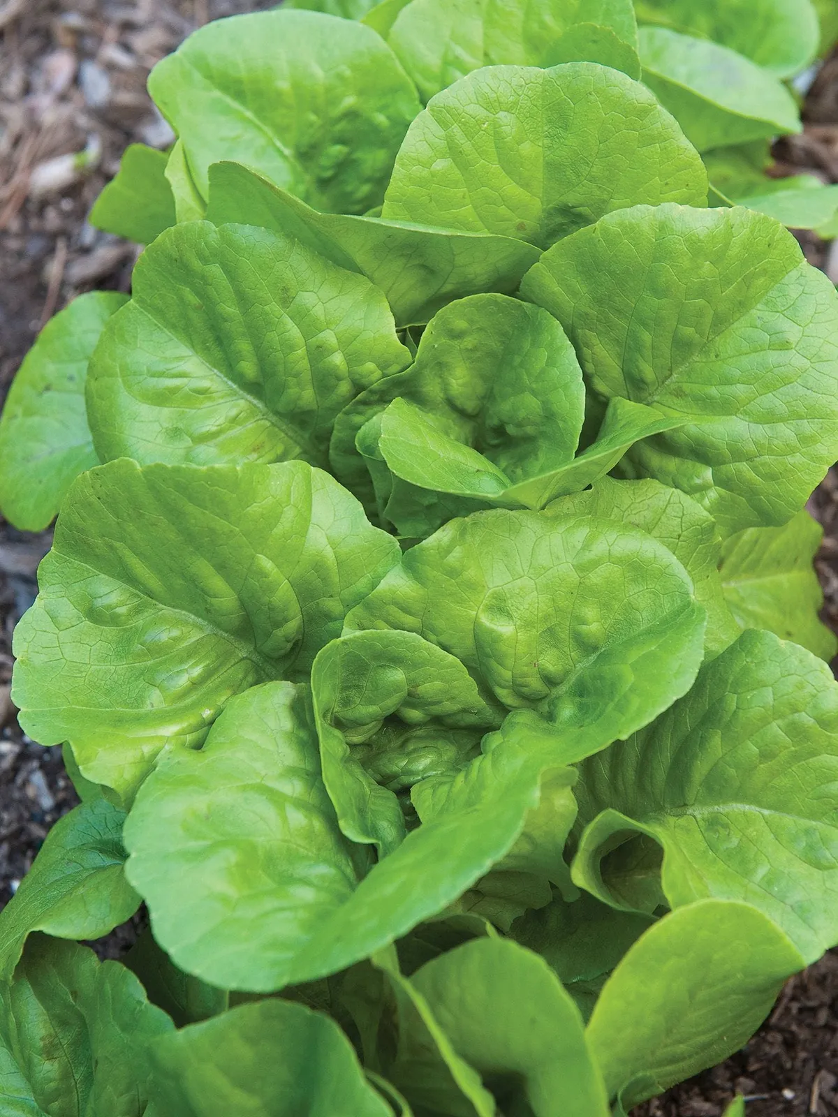 Burpee Bibb Lettuce