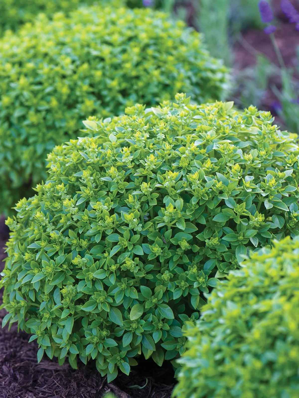 Boxwood Basil