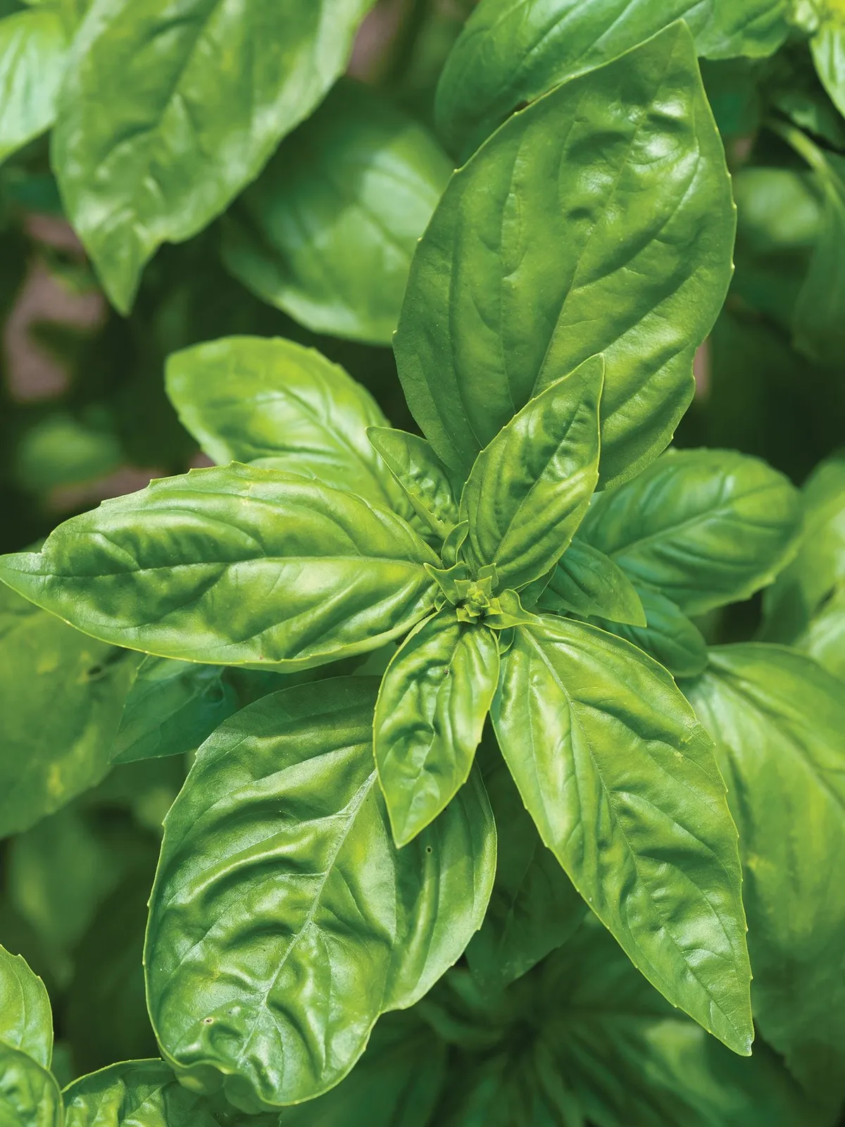 Genovese Basil