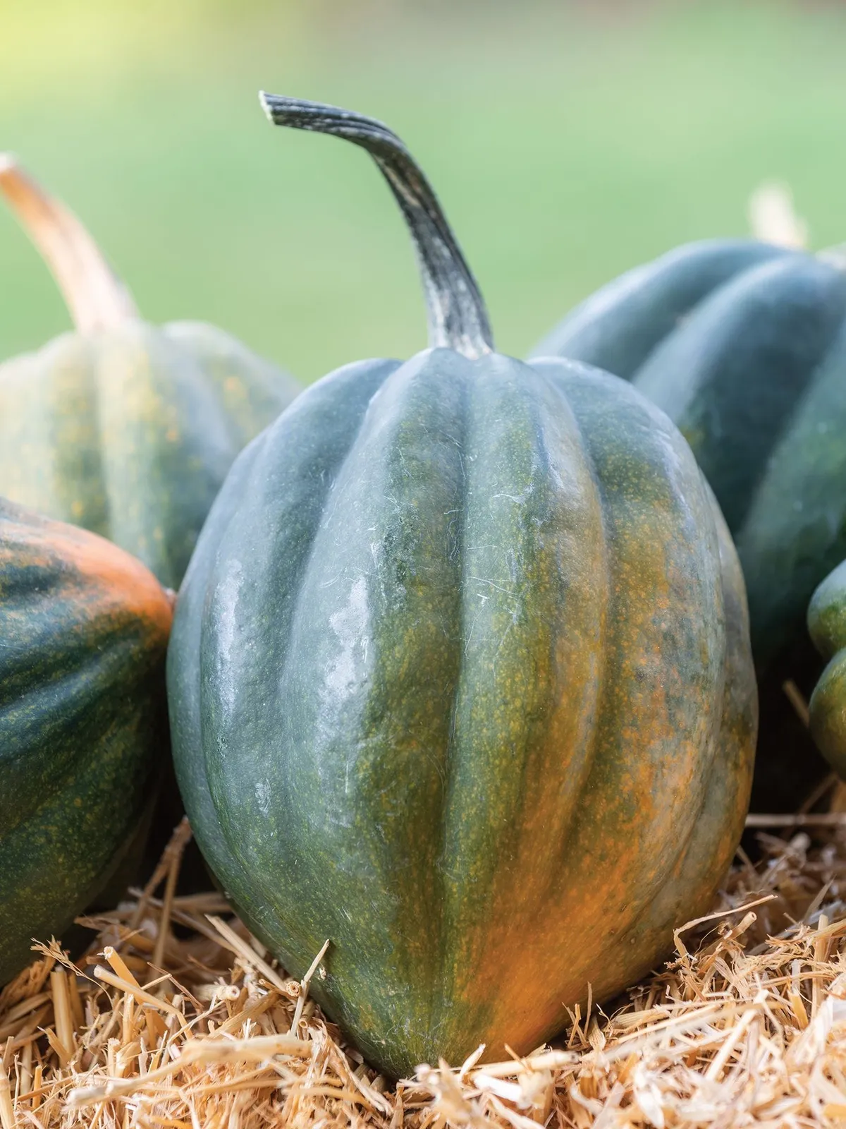 Winter, Early Acorn Hybrid Squash