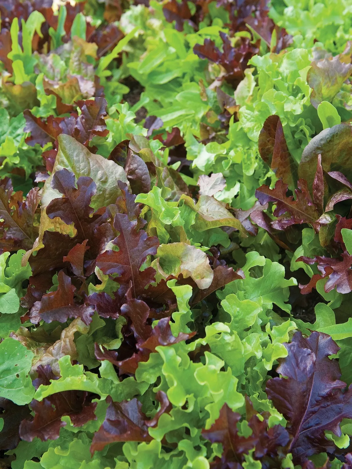 Gourmet Blend Lettuce