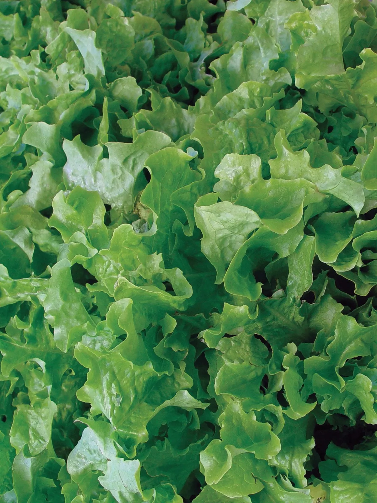 Salad Bowl Lettuce