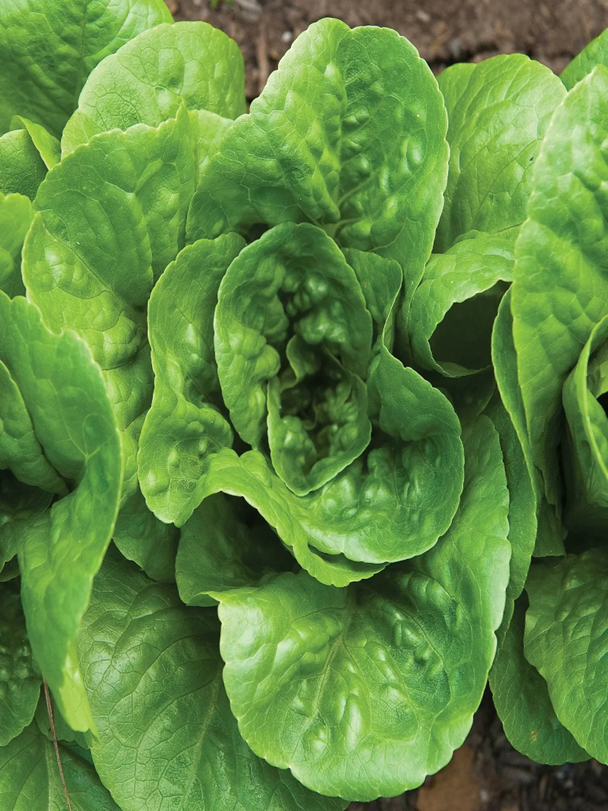 Little Caesar Lettuce