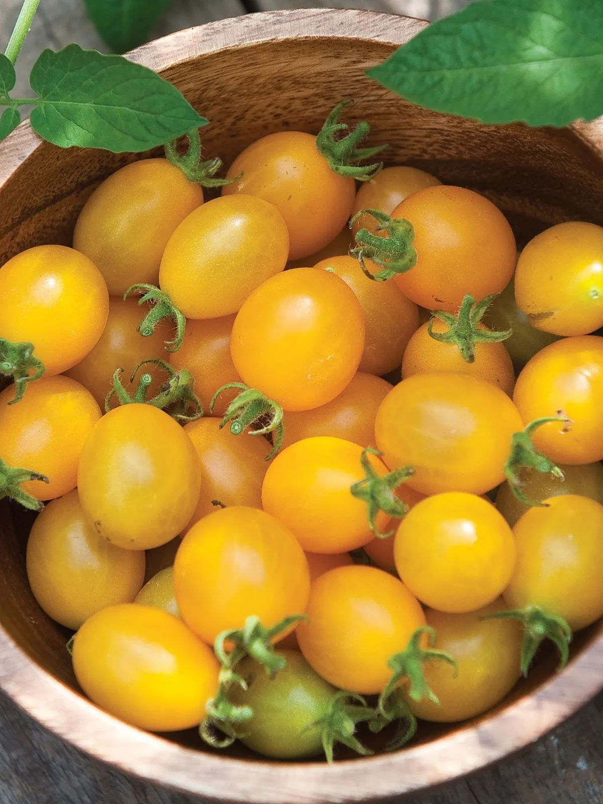 Mirabelle Blanche Organic Tomatoes