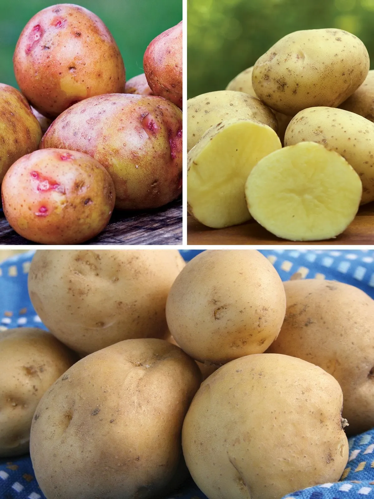 All Season Collection