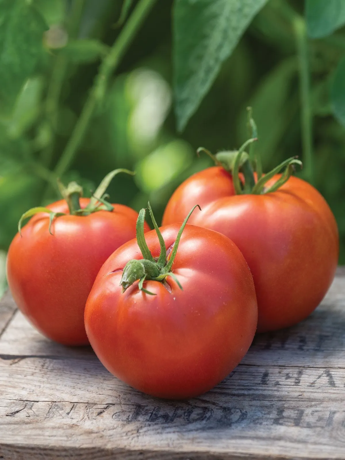 Burpees Big Boy  Hybrid Tomatoes