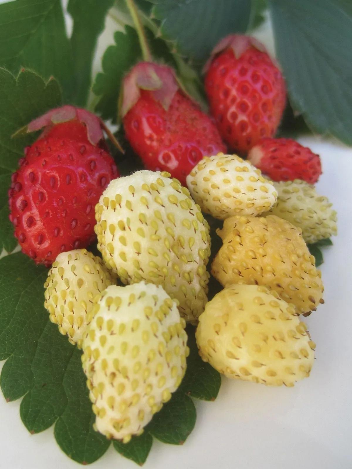 Alpine Collection Strawberries