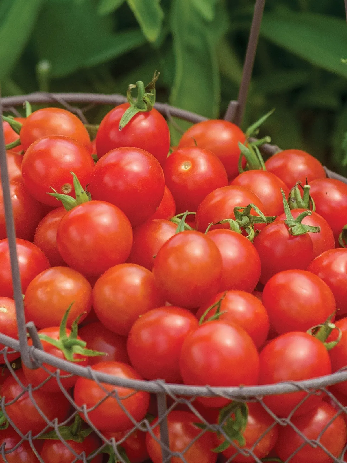 Cherry Baby Hybrid Tomatoes