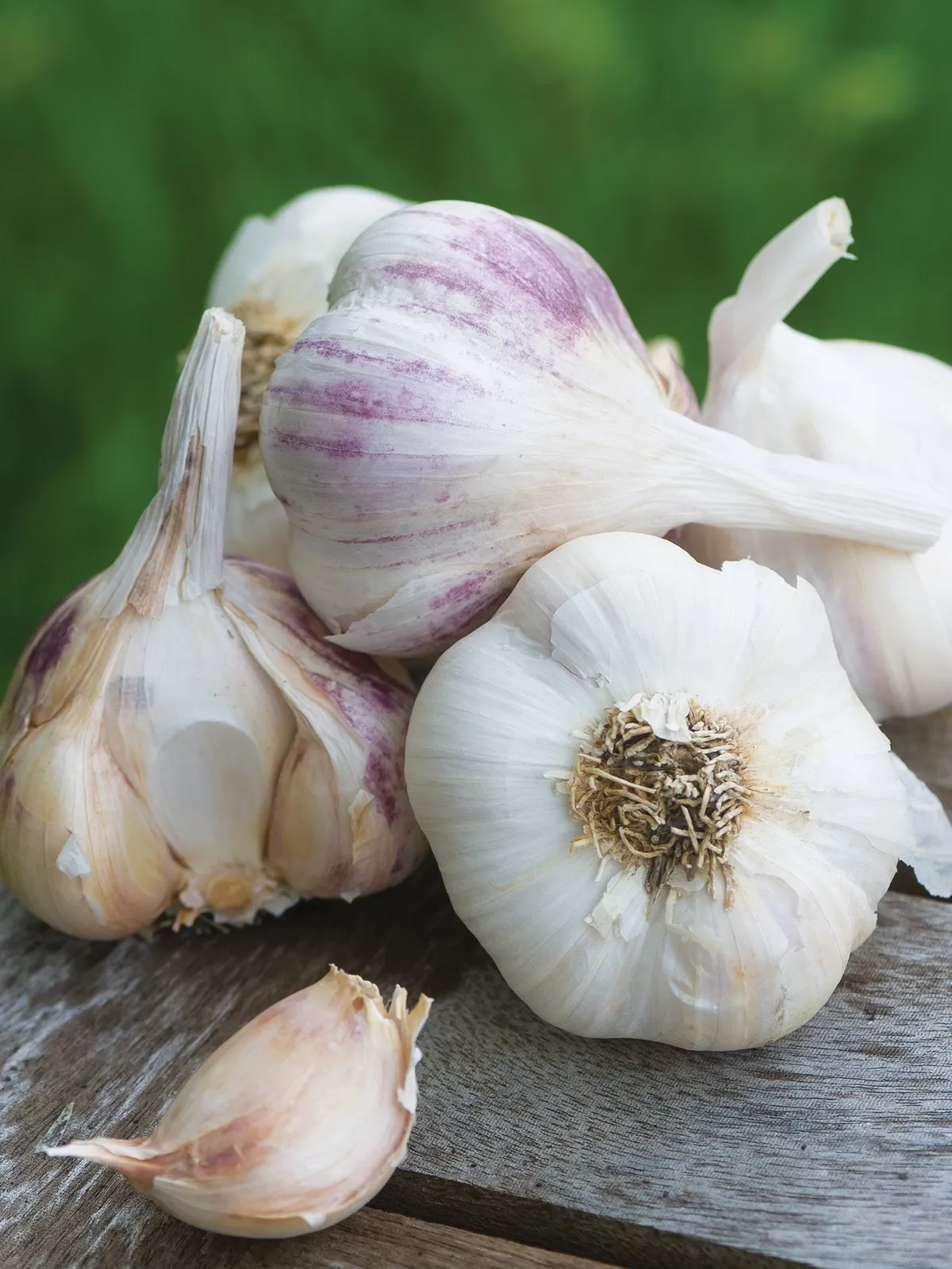 Burpees Best Spring Collection Garlic