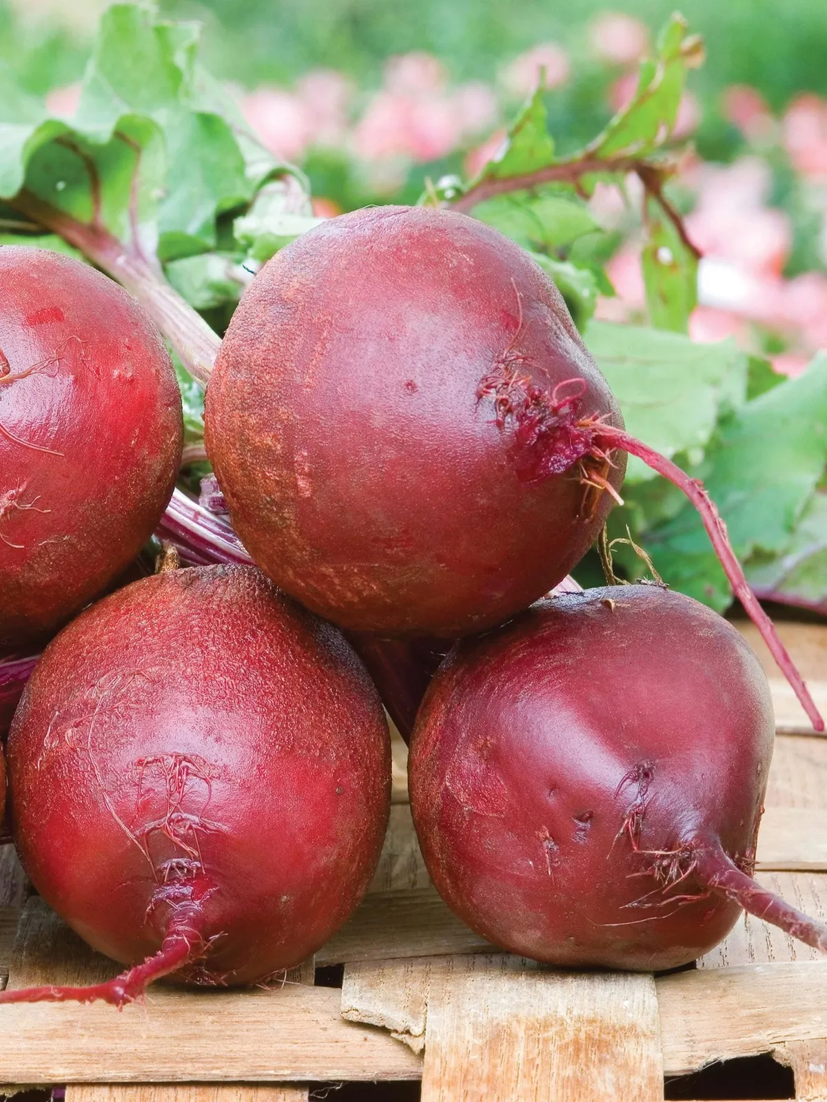 Detroit Supreme Beets