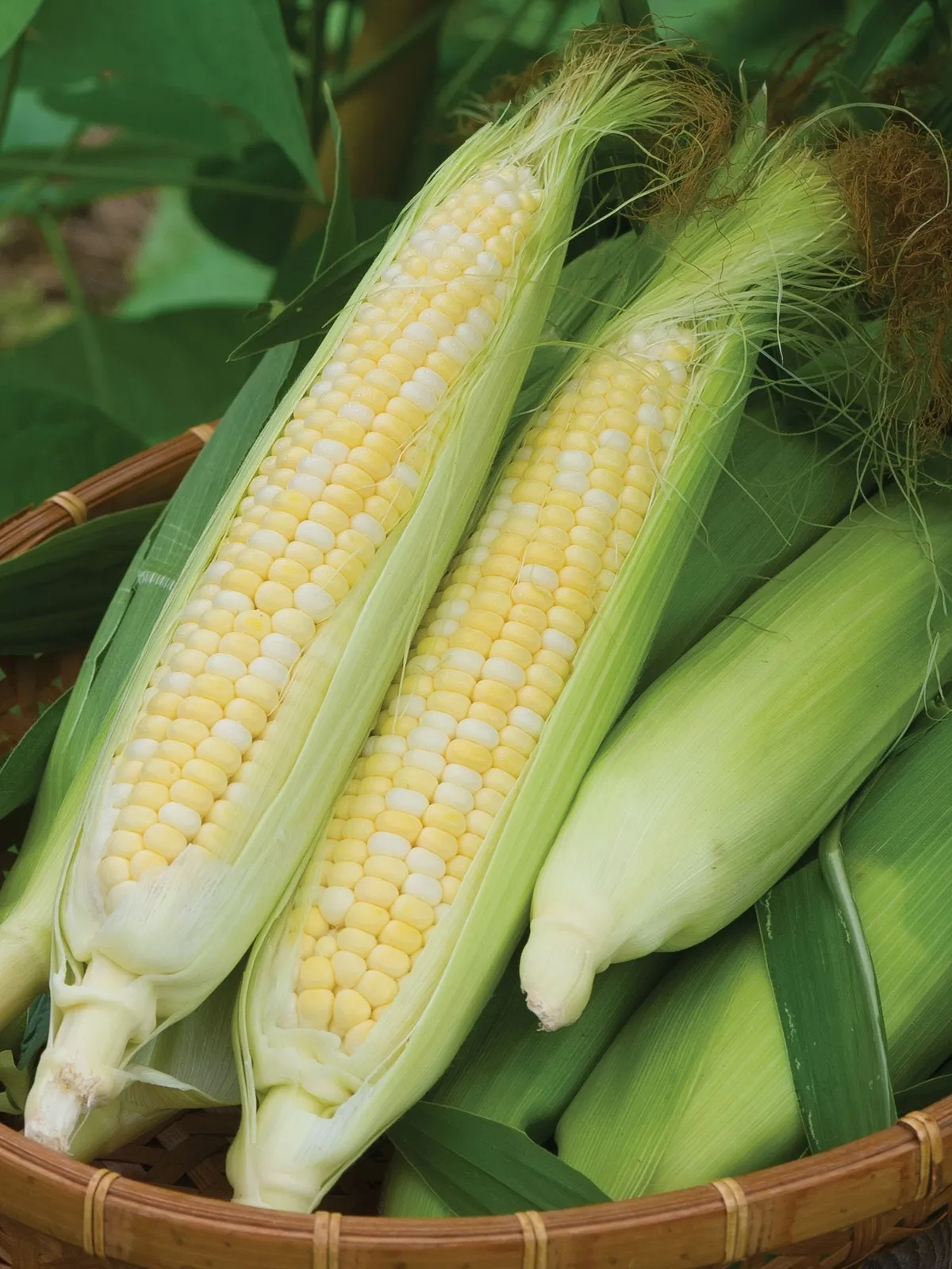 On Deck Hybrid Corn