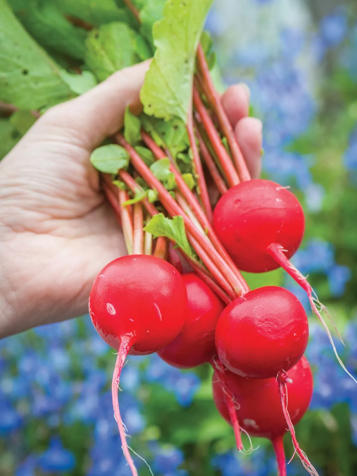 Perfecto Radishes
