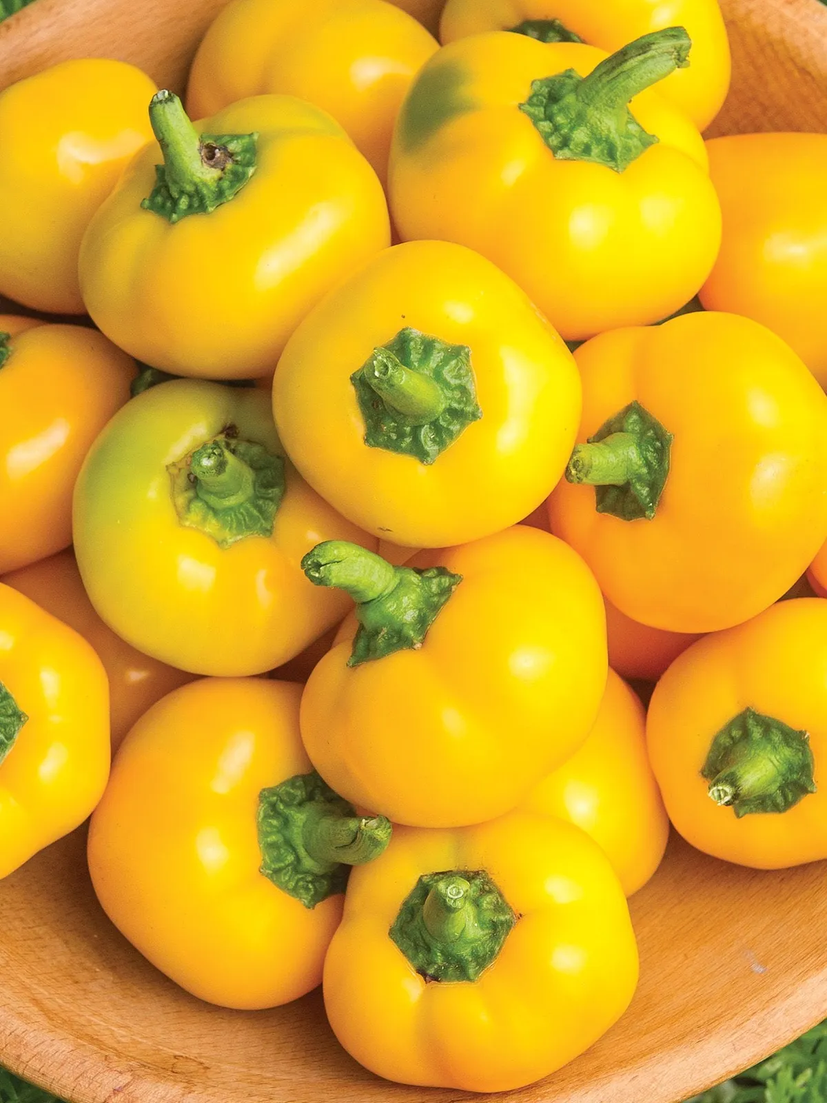 Sweet, Tweety Hybrid Peppers