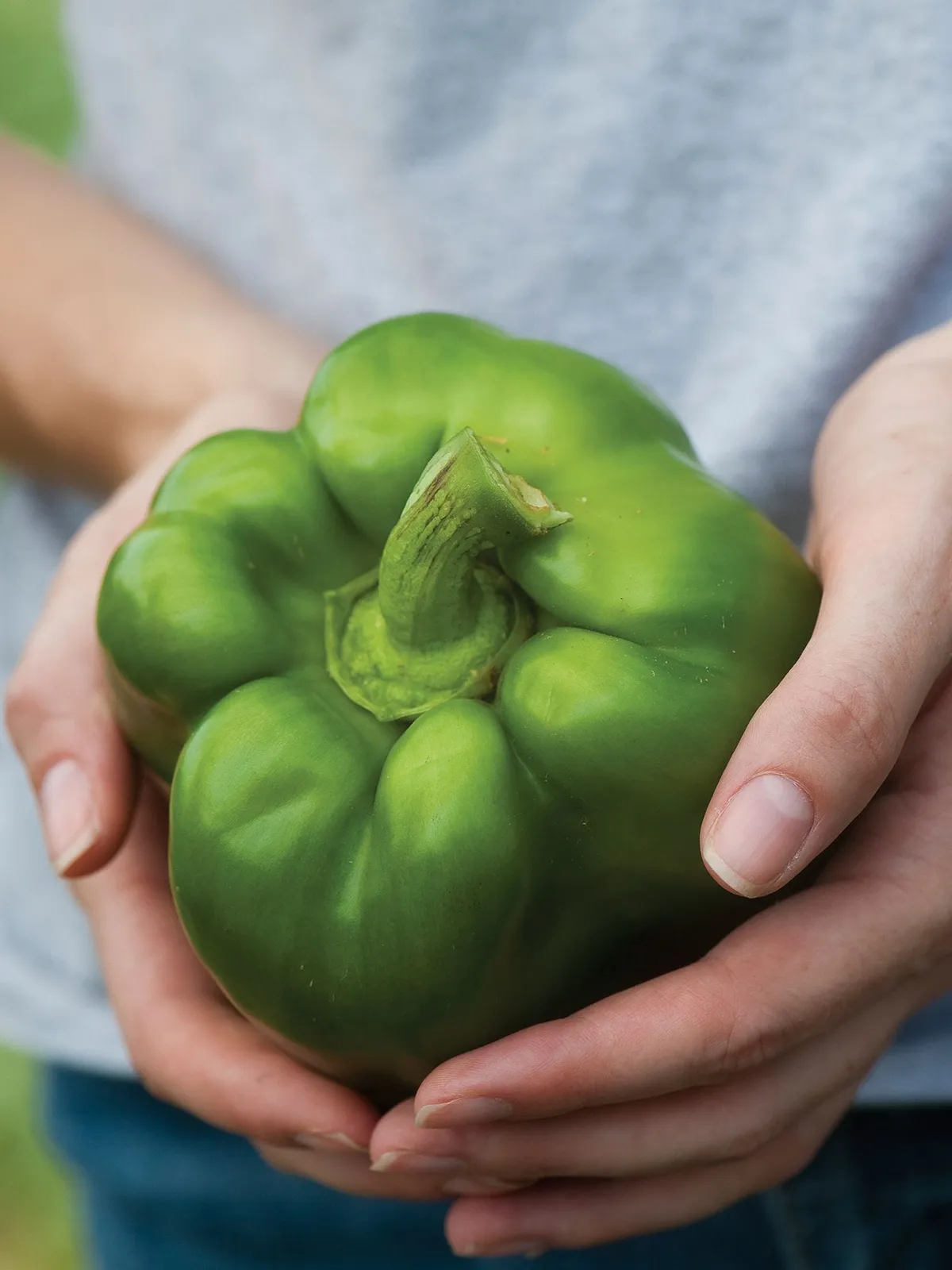 Sweet, Bull Nosed Large Bell Peppers