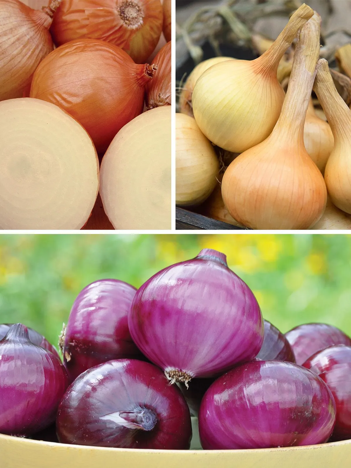 Mixed Plants Collection Onions