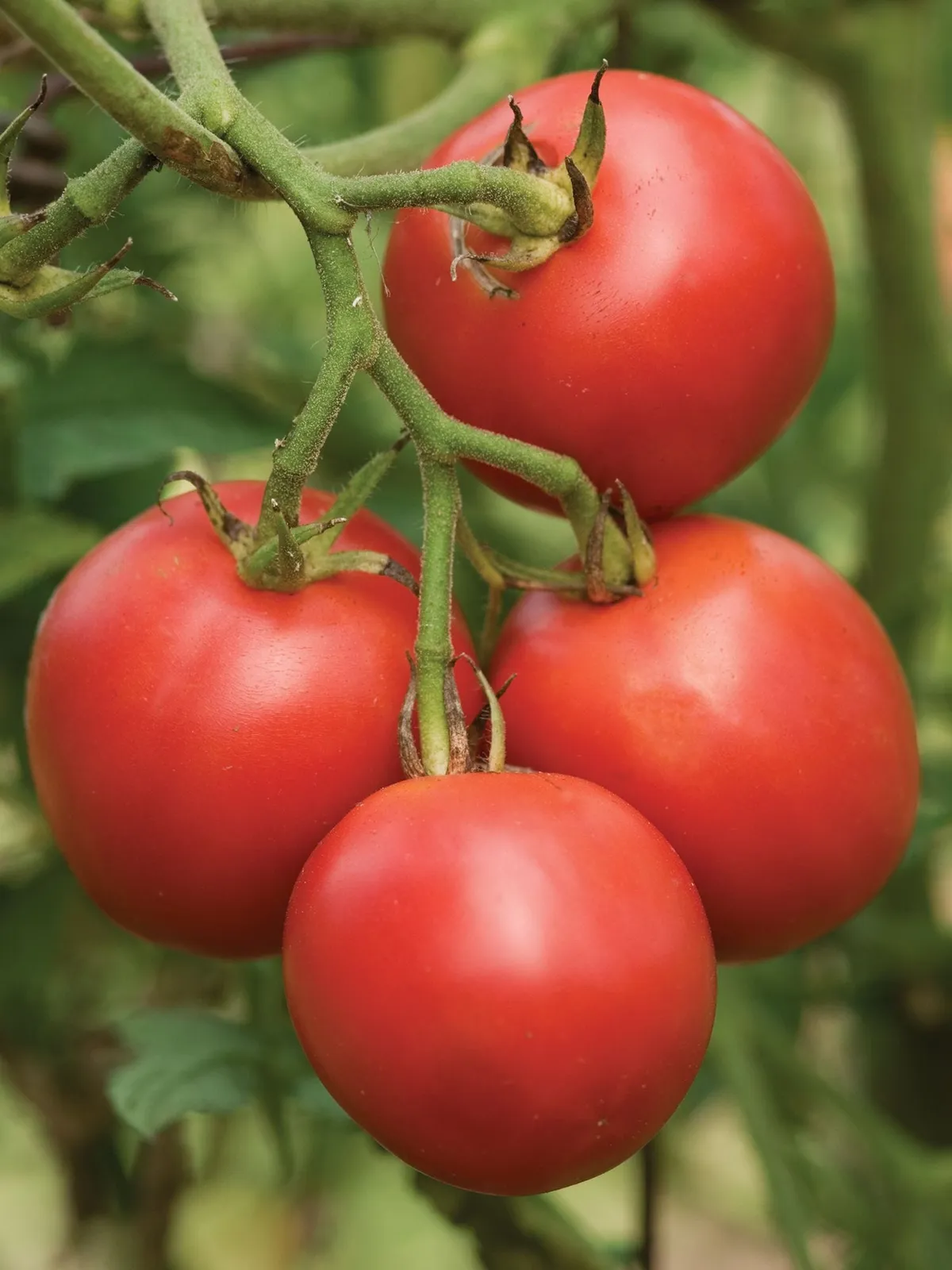 Riesentraube Tomatoes