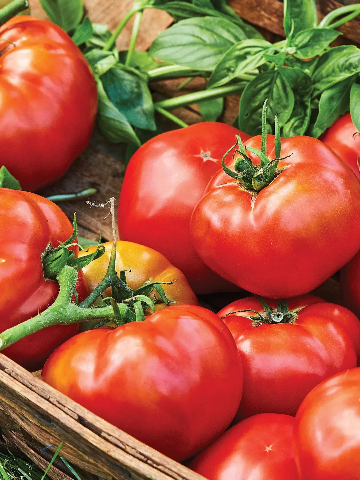 Druzba Tomatoes