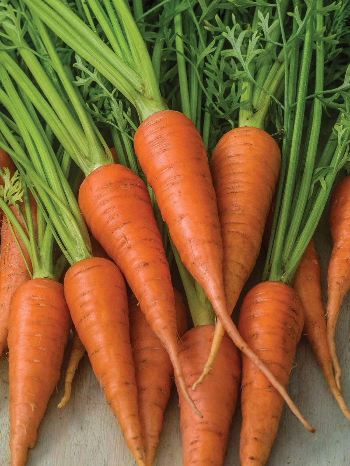 Short n Sweet Carrots