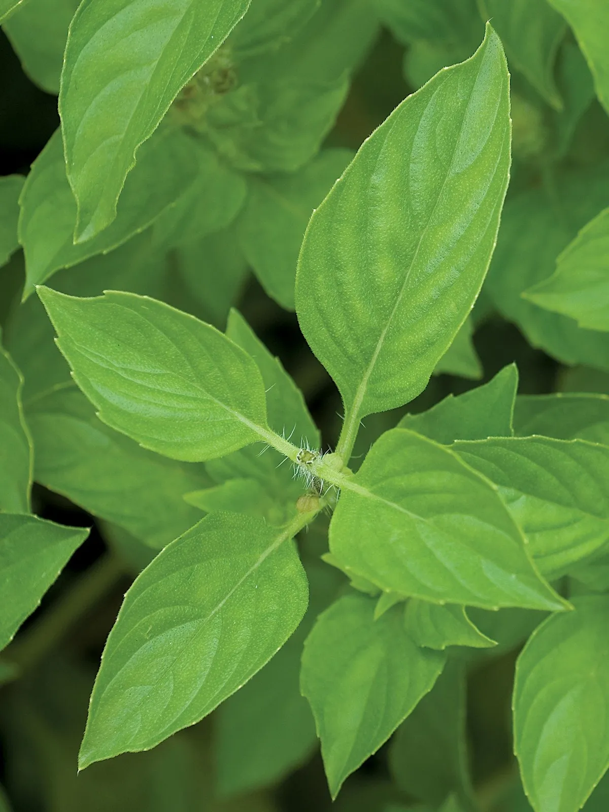 Lime Basil