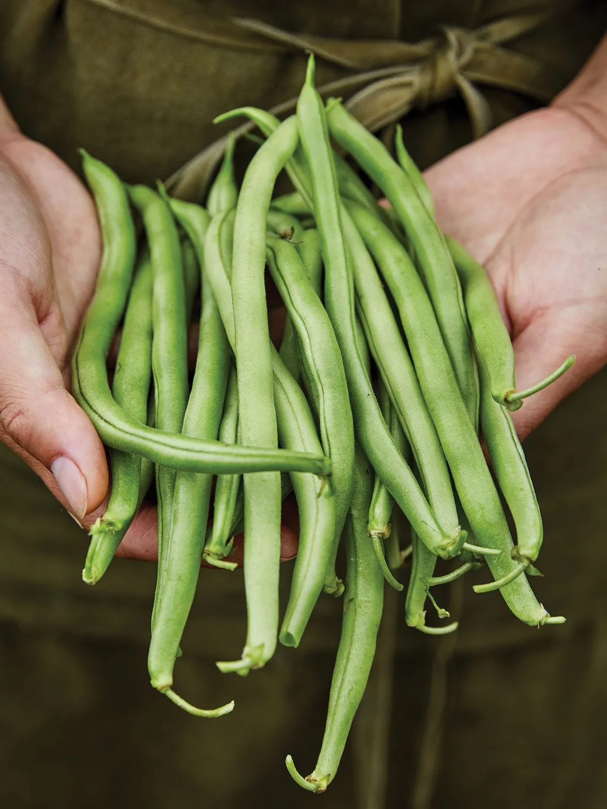 Bush, Blue Lake 274 Beans