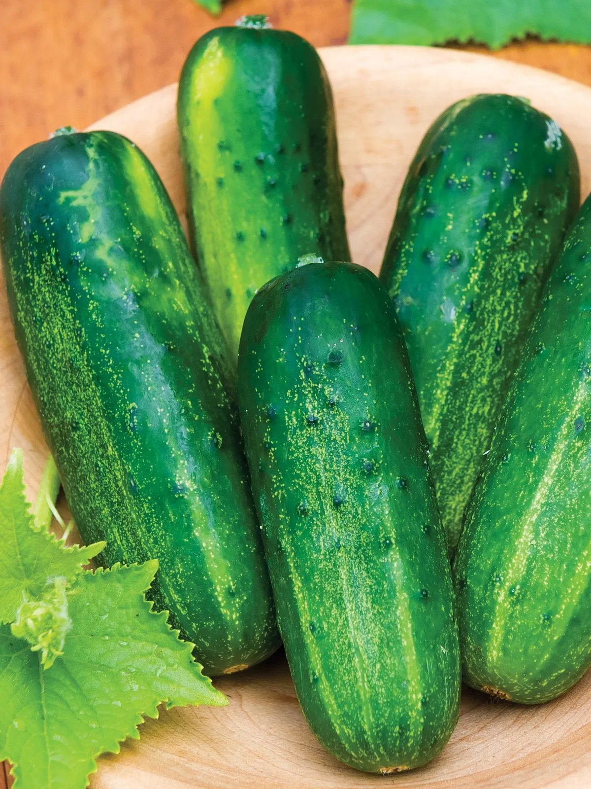 Supremo Hybrid Cucumbers