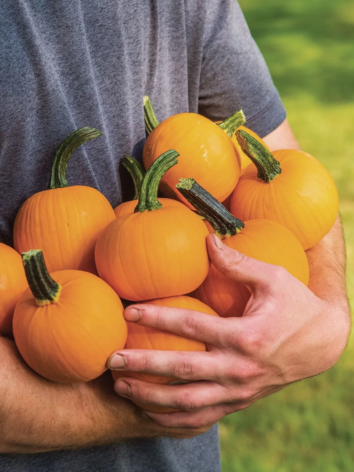 Kandy Korn Plus Hybrid Pumpkin