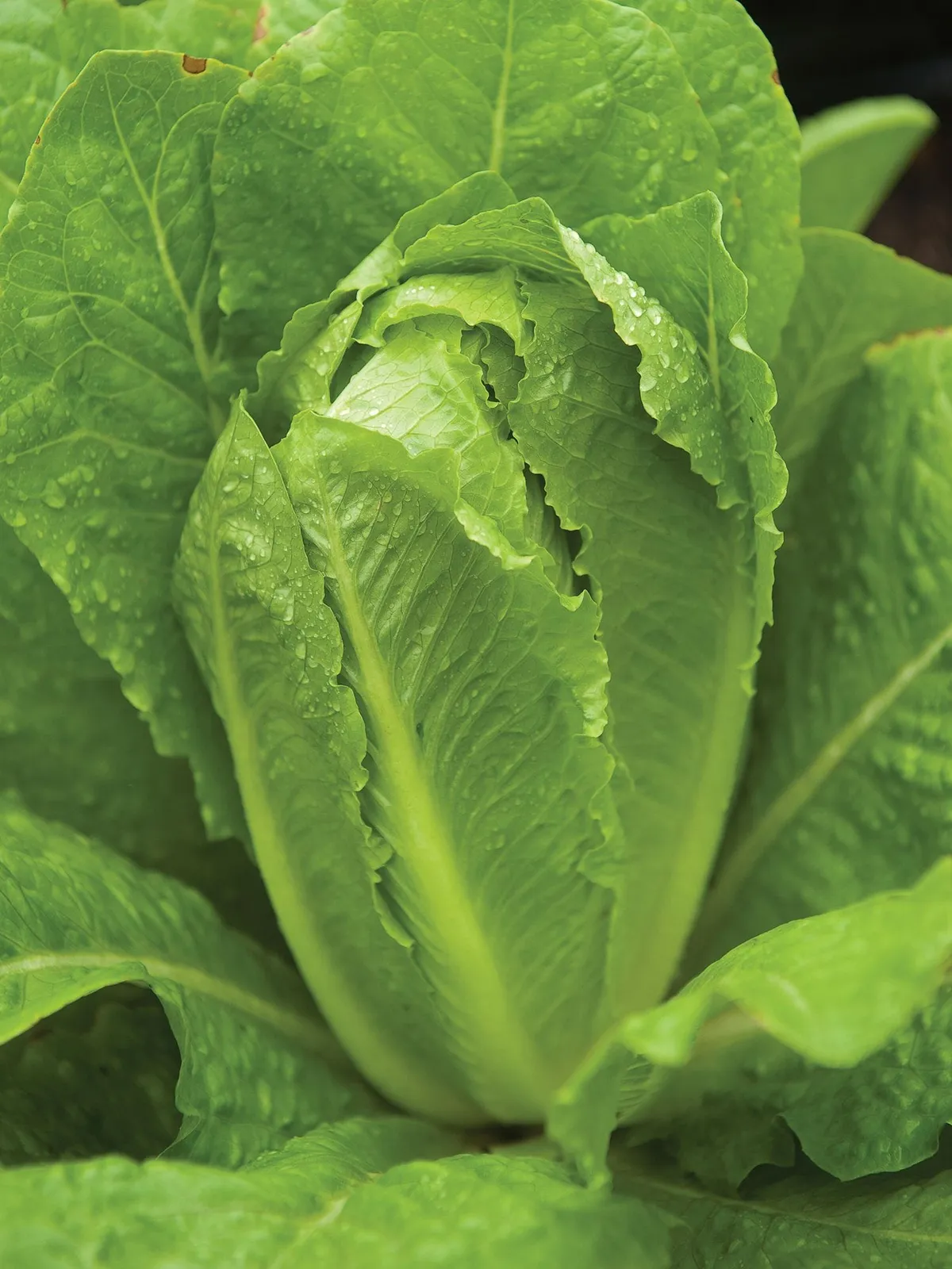 Parris Island Cos Lettuce