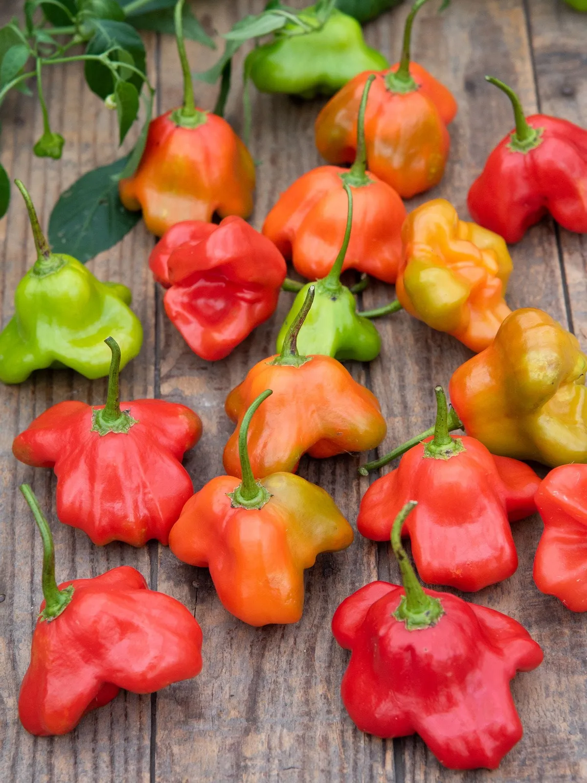 Hot, Mad Hatter Hybrid Peppers