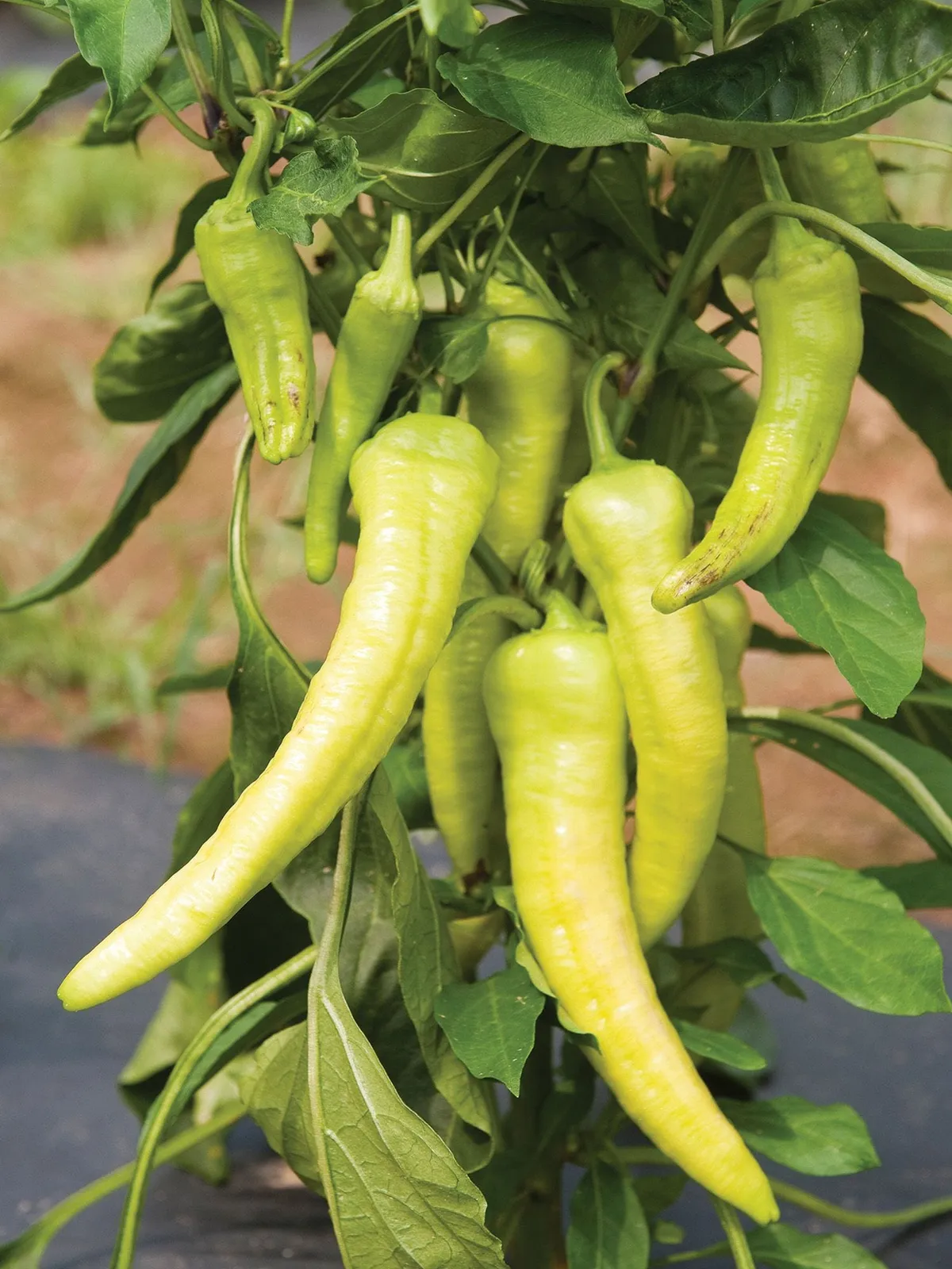Hot, Italian Pepperoncini Peppers