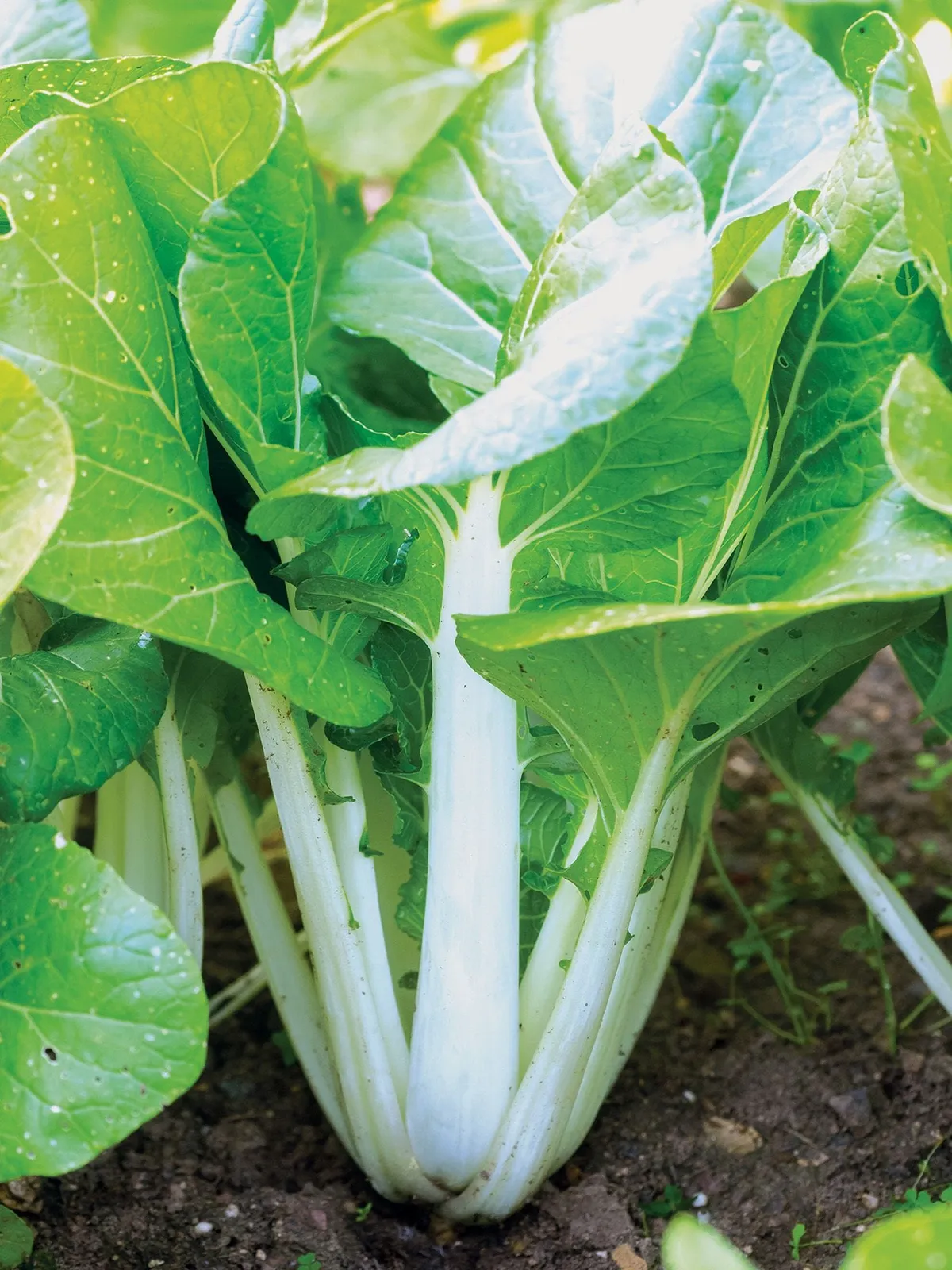Pak Choi, White Choi