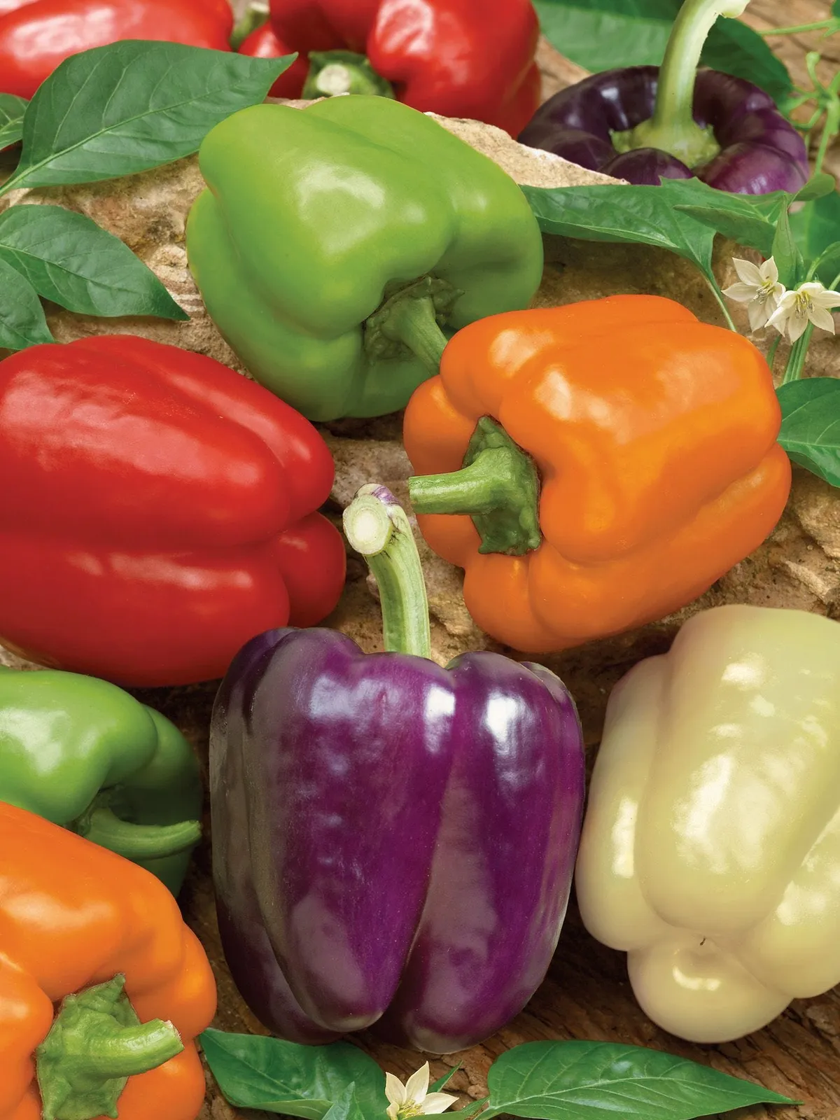 Sweet, Rainbow Bell Blend Peppers