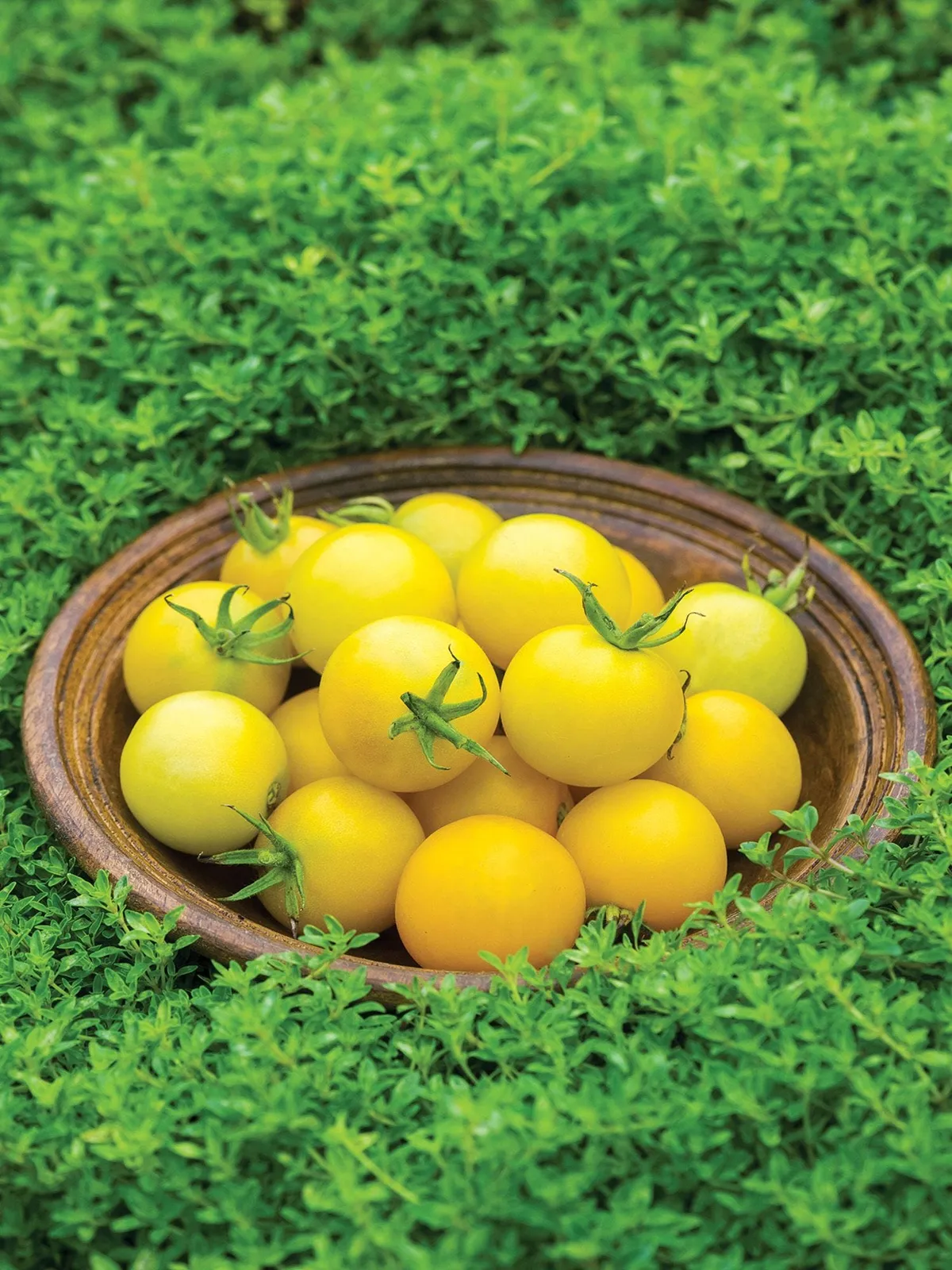 Honey Delight Hybrid Tomatoes