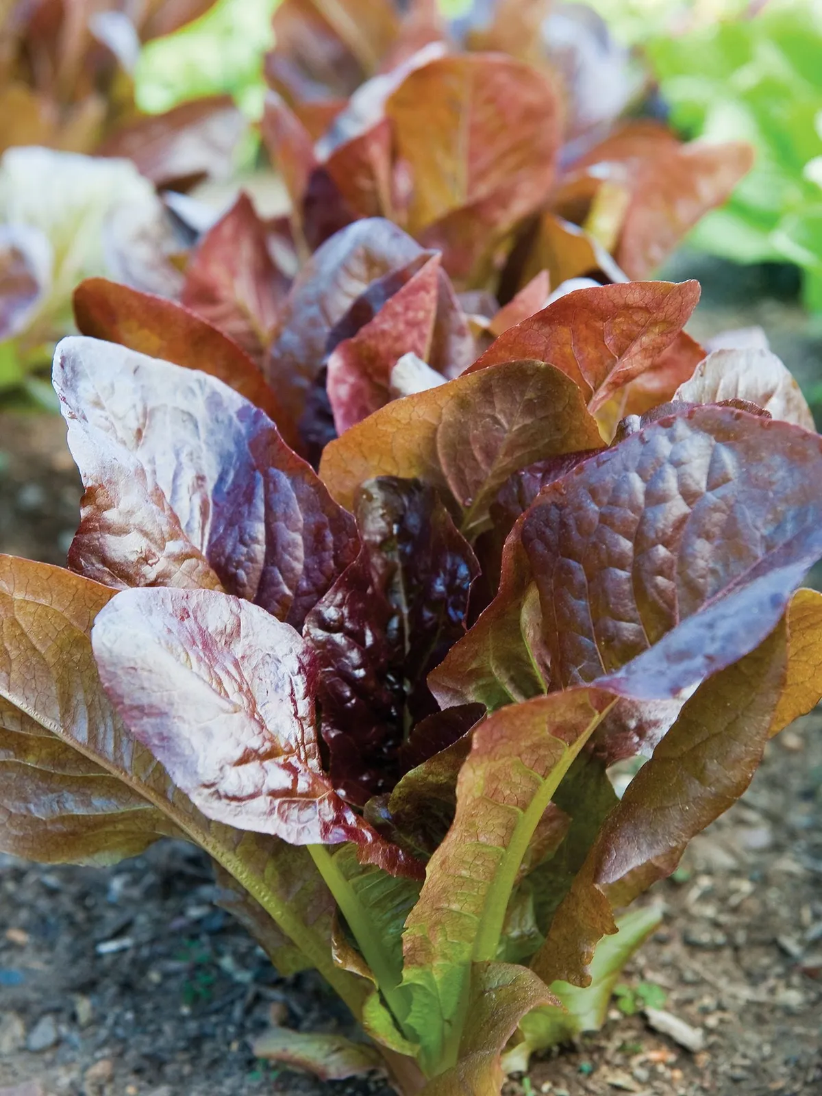 Rouge dHiver Lettuce