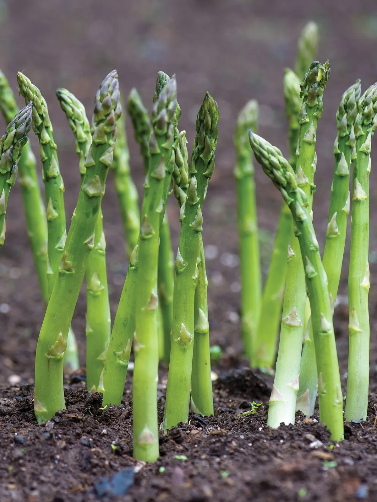 Jersey Supreme Hybrid