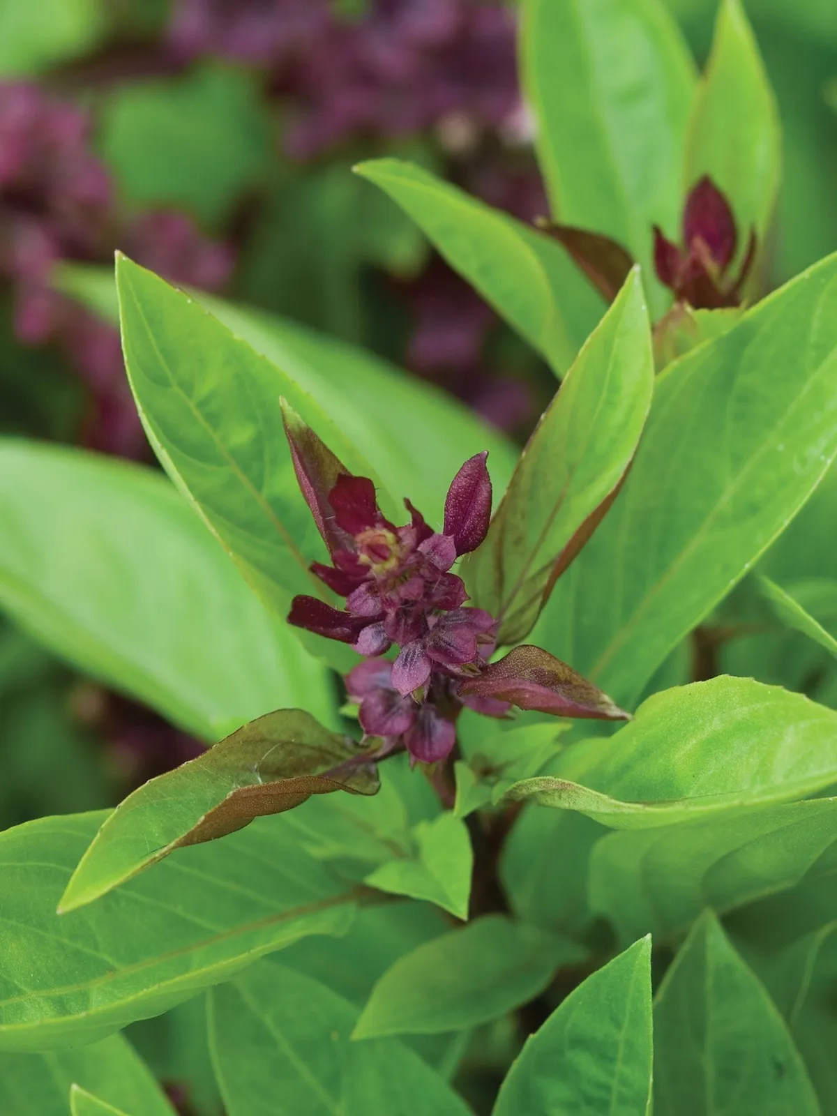 Siam Queen Basil