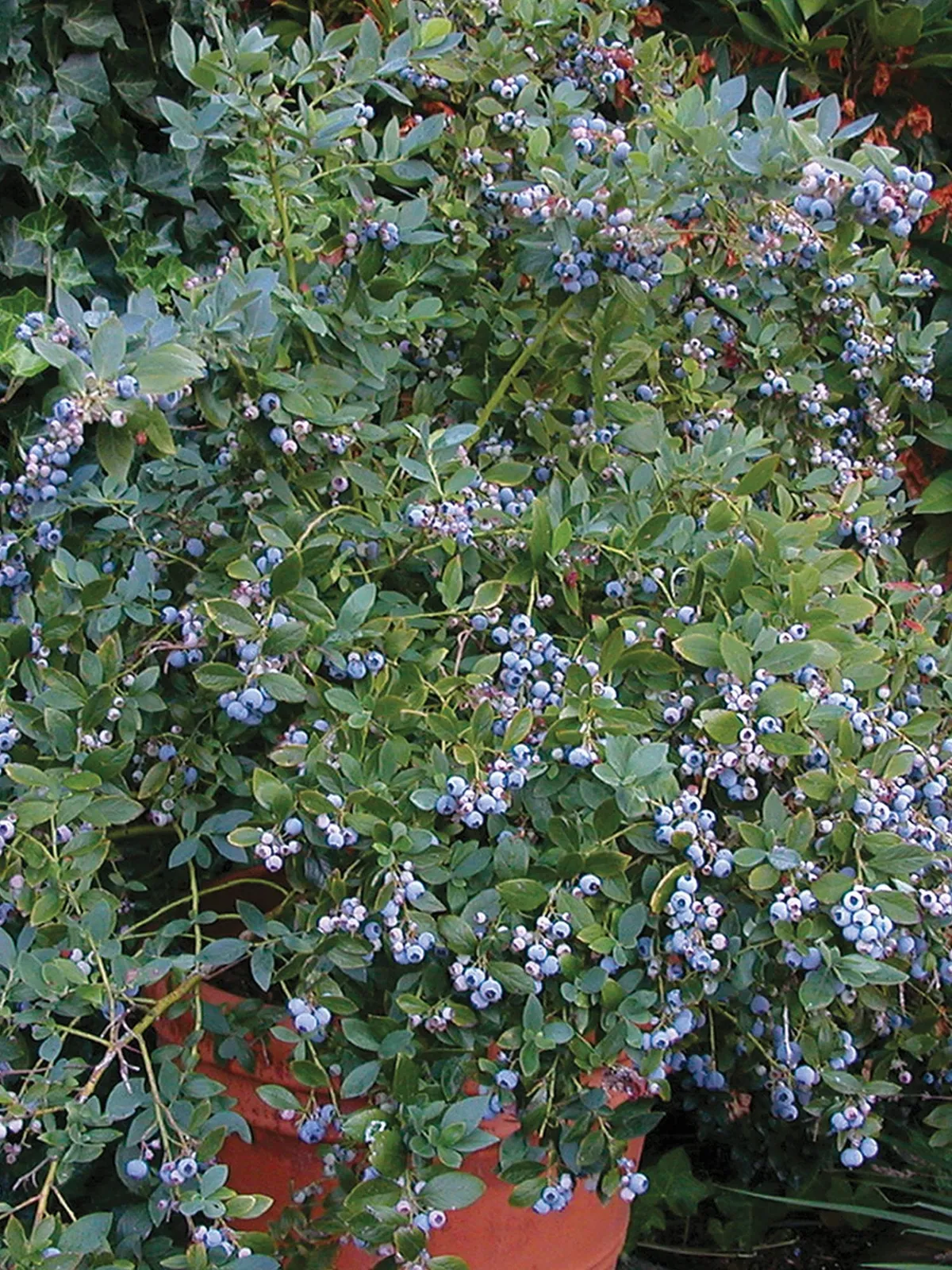 Sunshine Blue Blueberries