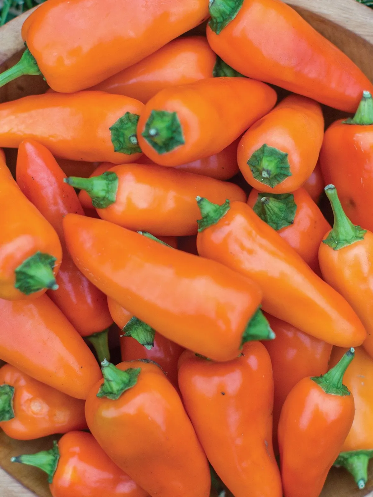 Sweet, Tangerine Dream Peppers