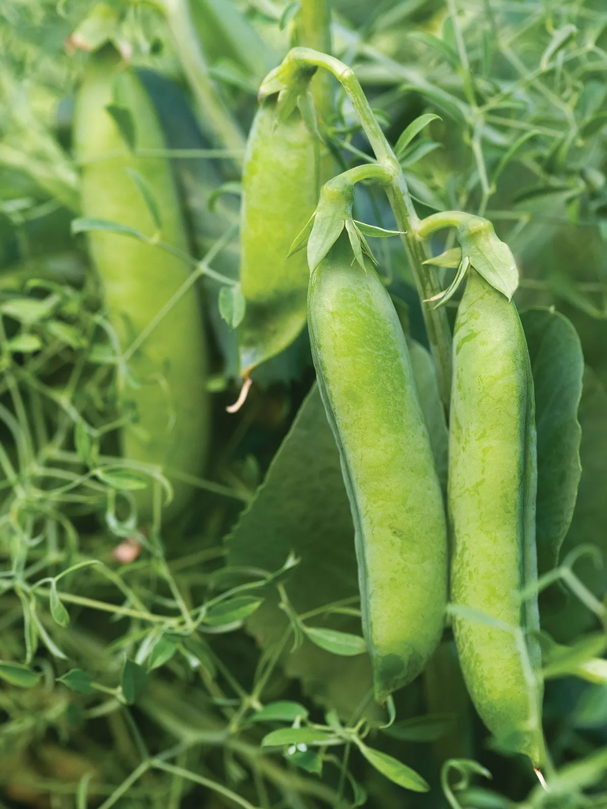 Masterpiece Peas