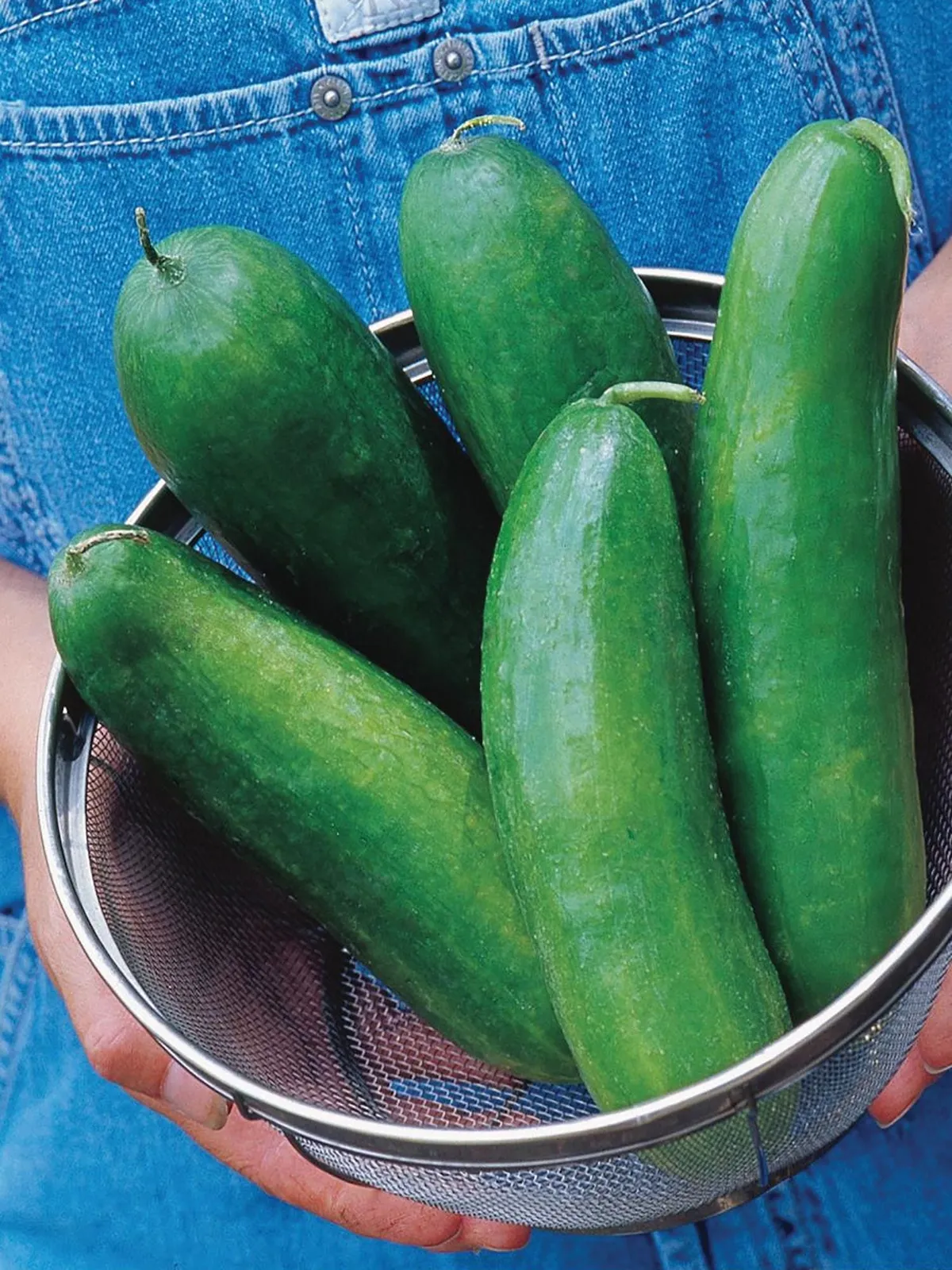 Sugar Crunch Hybrid Cucumbers