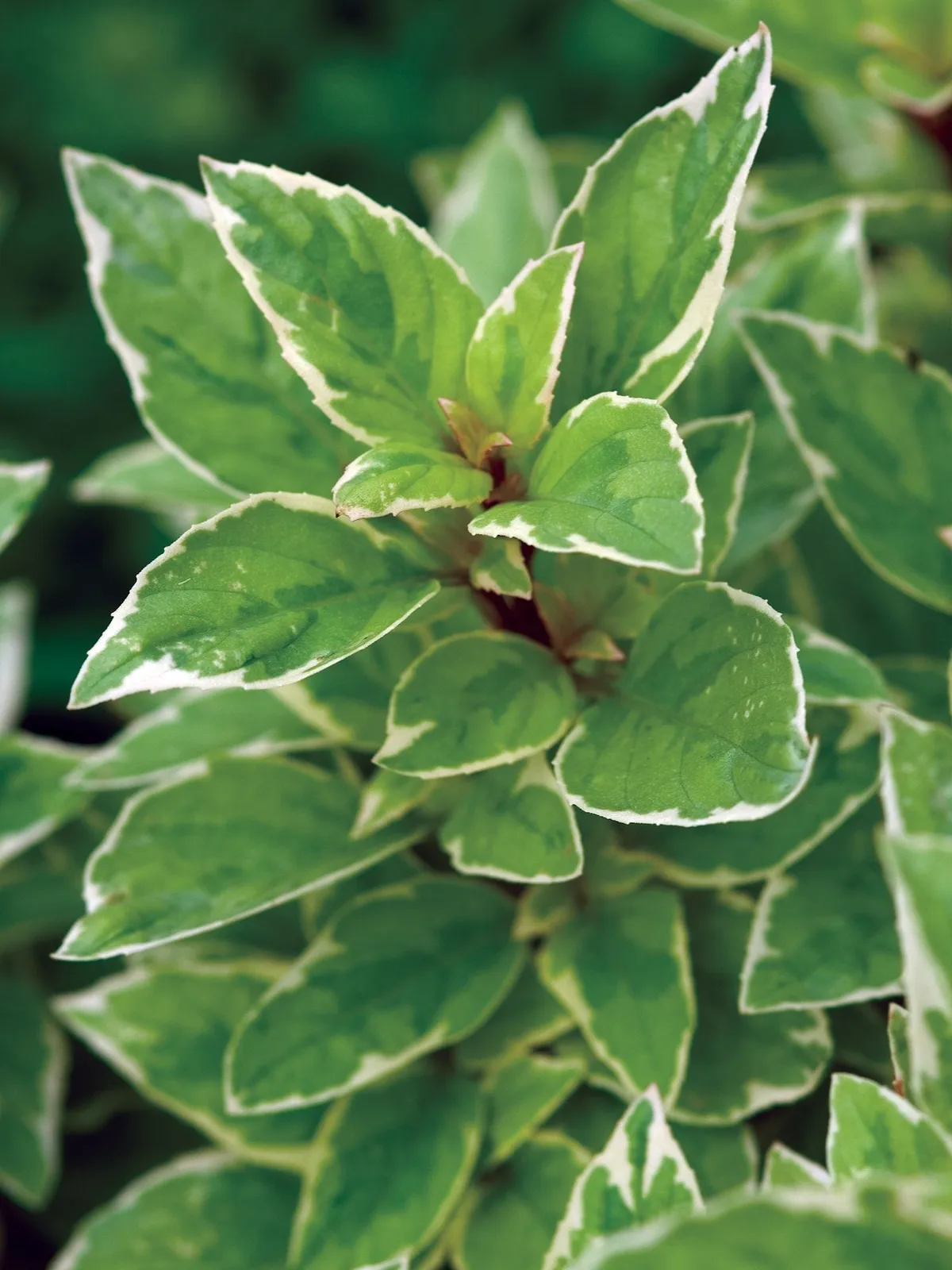 Pesto Perpetuo Basil