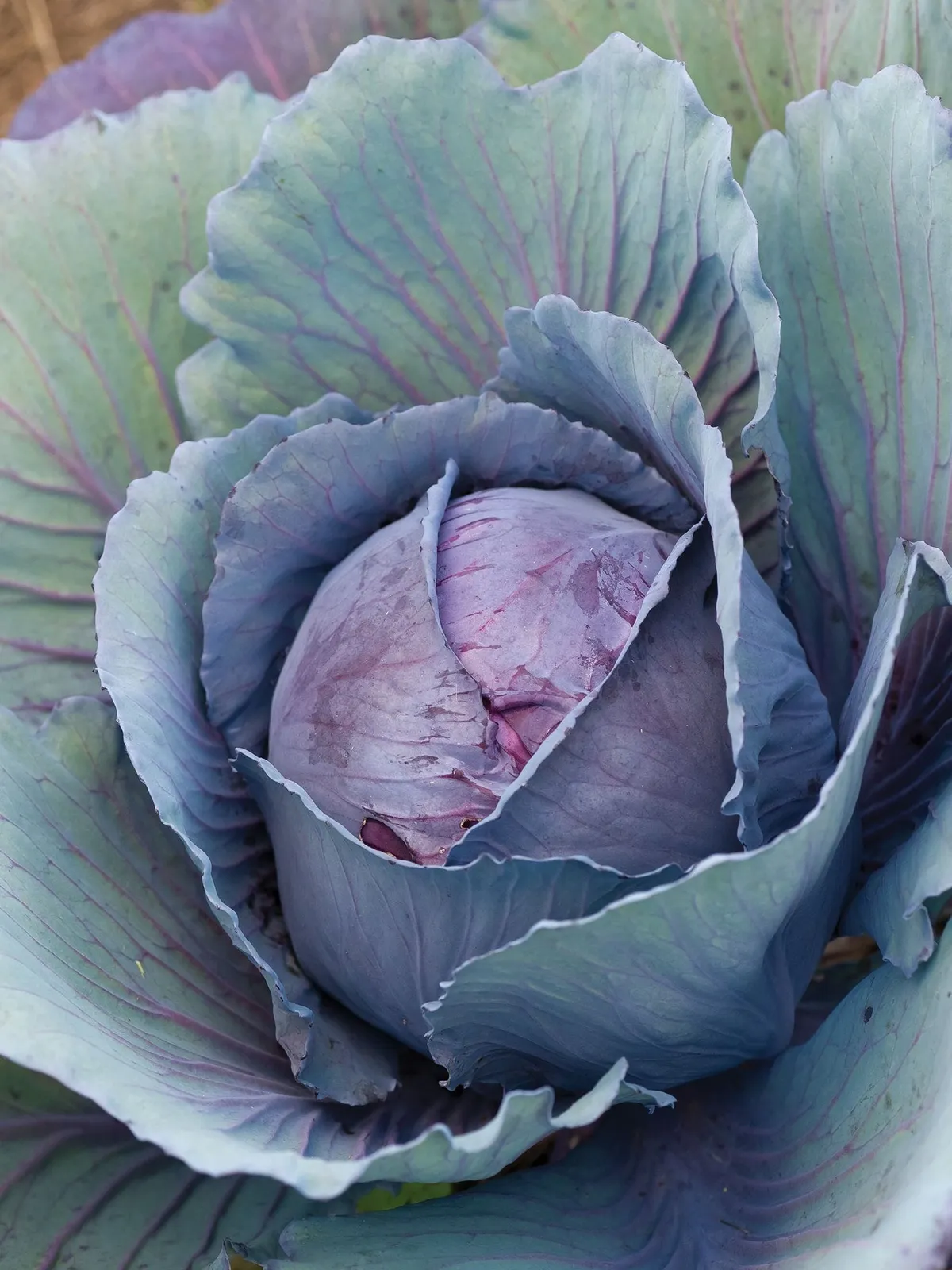 Salad Delight Cabbage