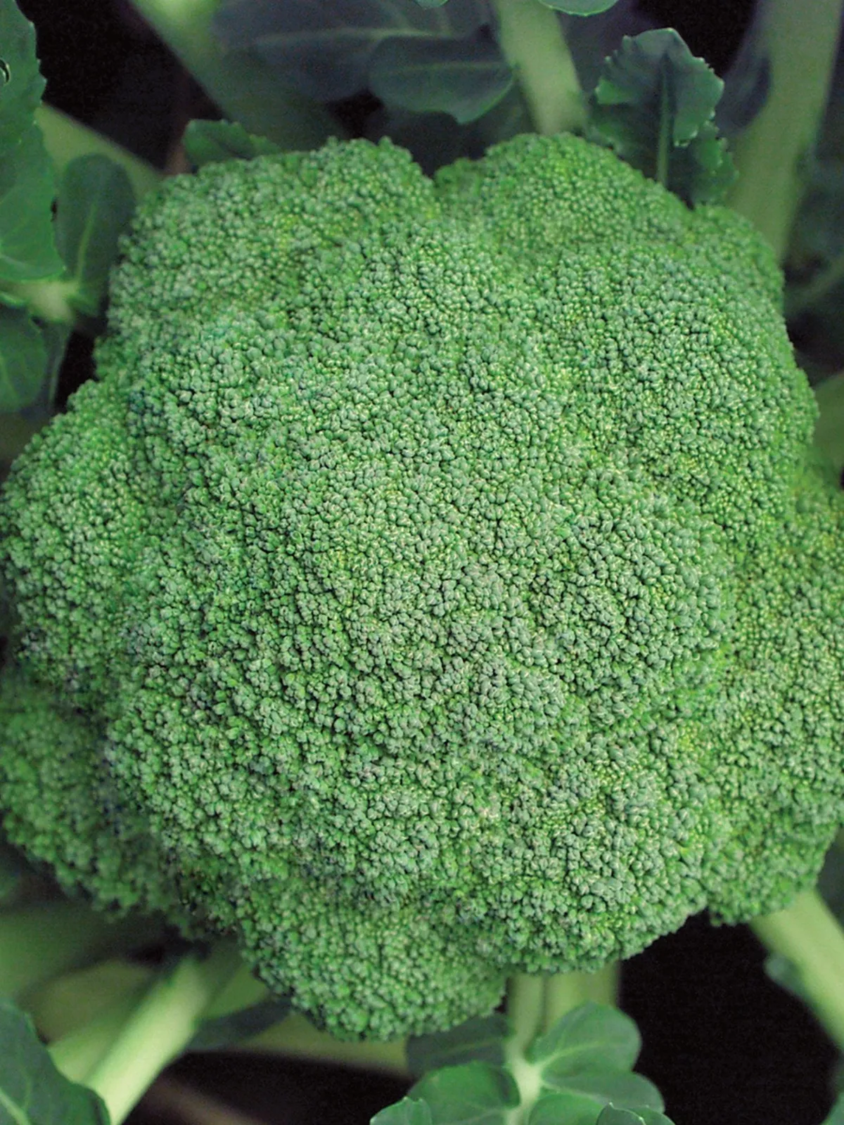  Marathon Hybrid Broccoli