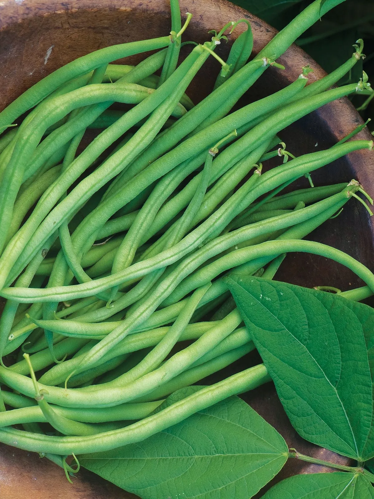 Bush, Beananza Beans