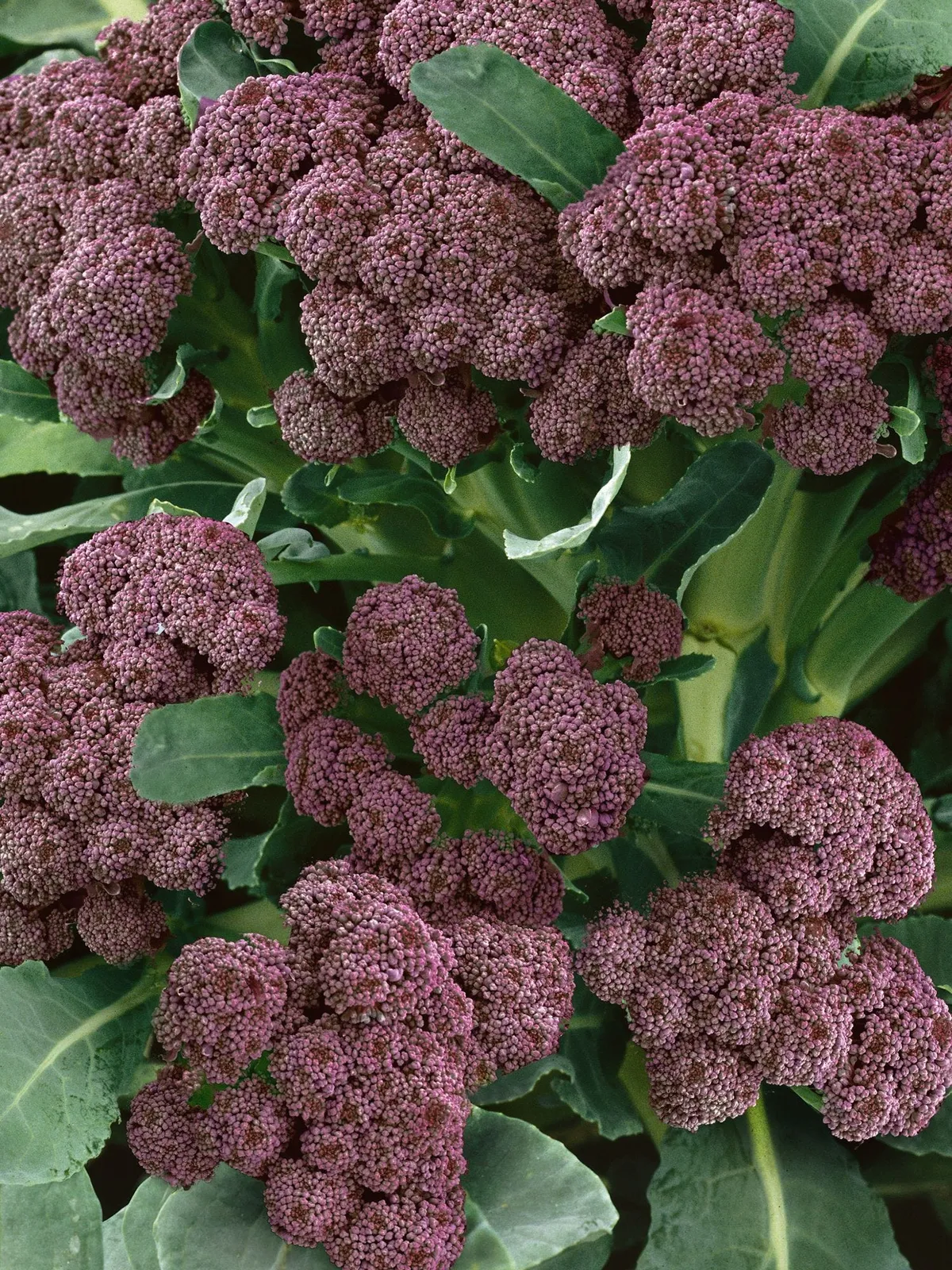 Purple Sprouting Broccoli