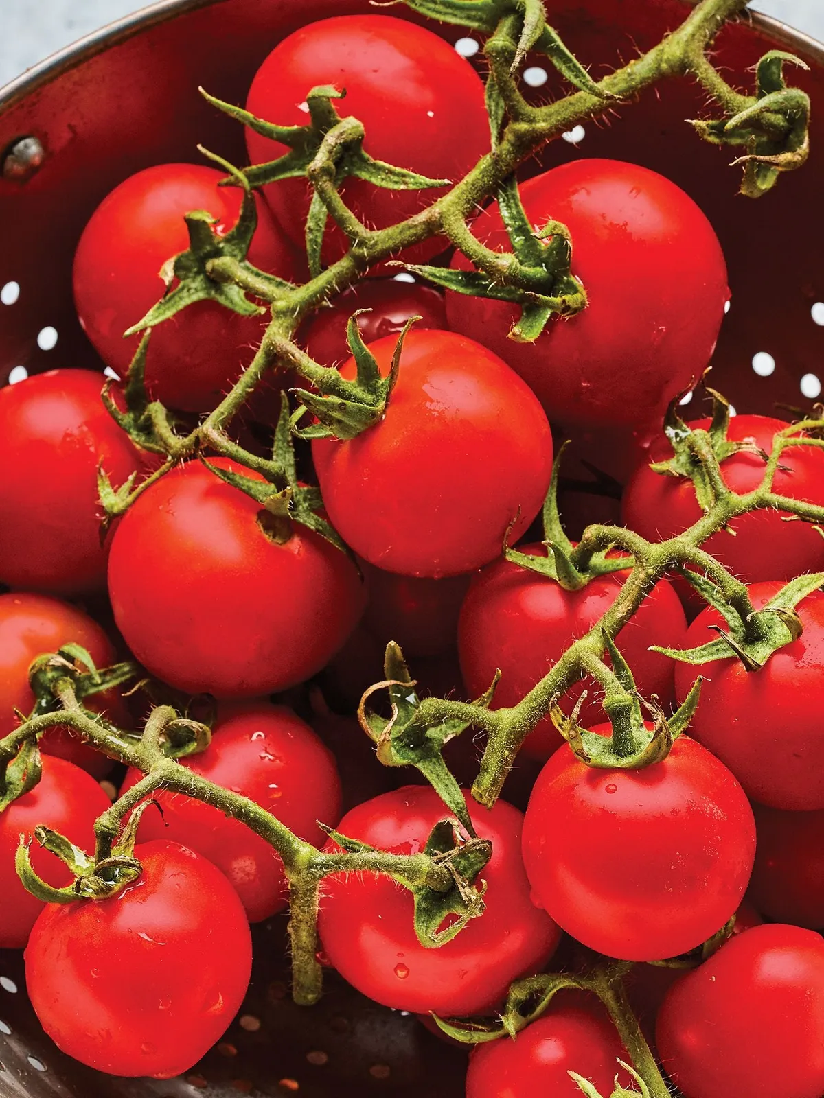 Gardeners Delight Tomatoes