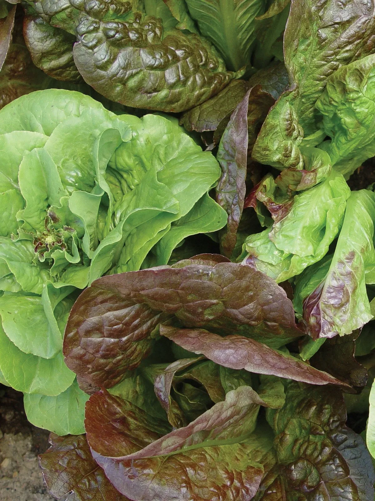 Bibb Blend Lettuce