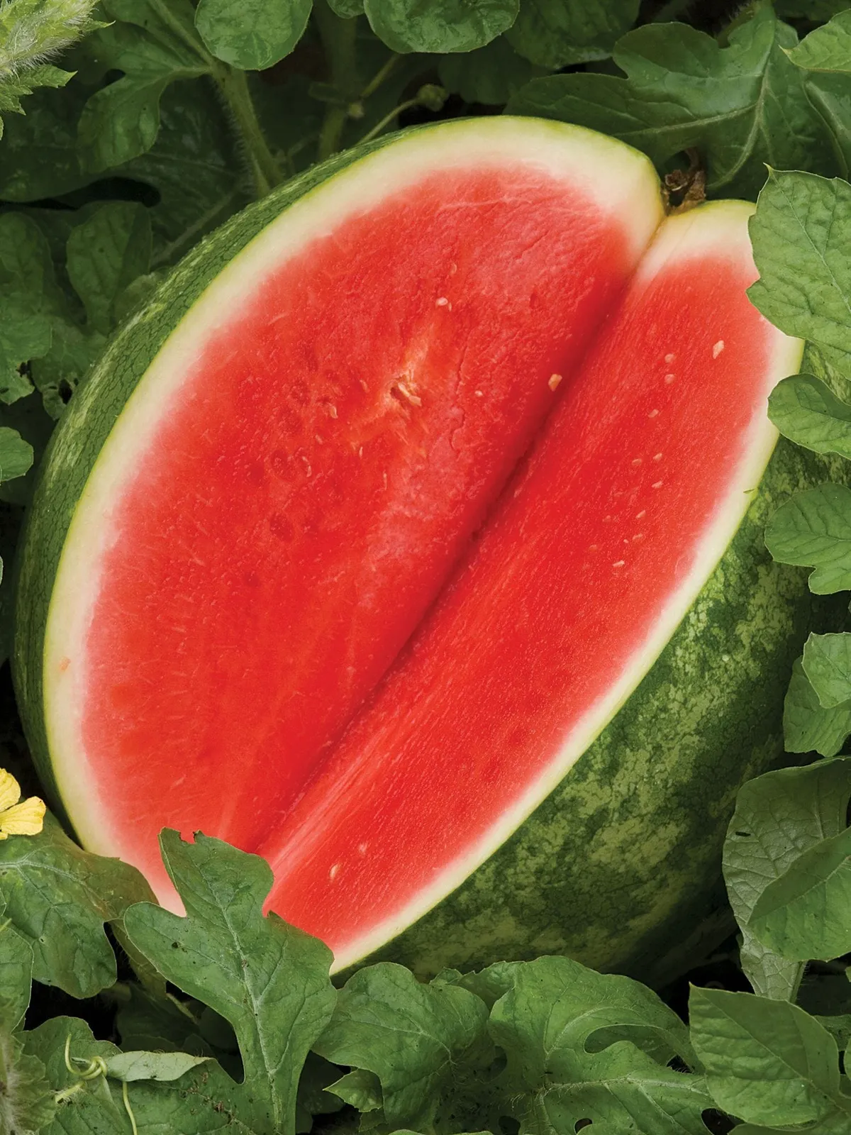 Red Ruby Hybrid Watermelon